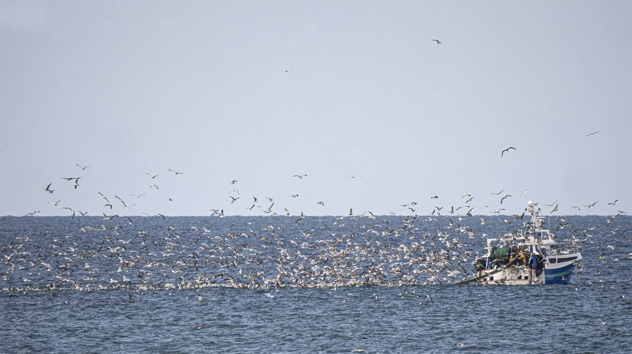 Imagem de barco de pesca e aves marinhas