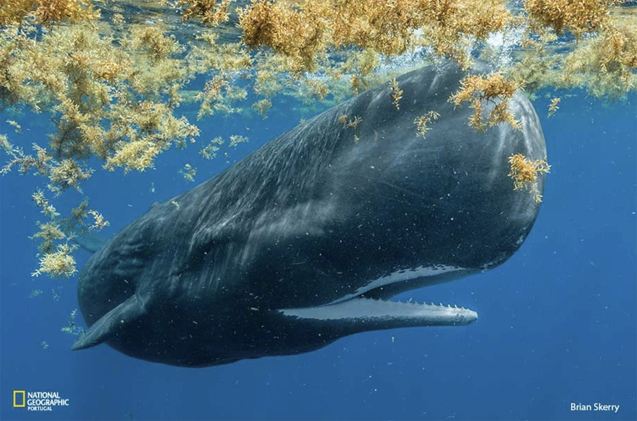 Imagem de baleia no mar de sargaços