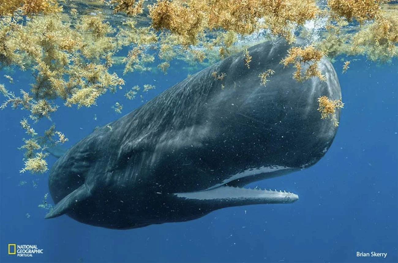 Imagem de baleia no mar de sargaços