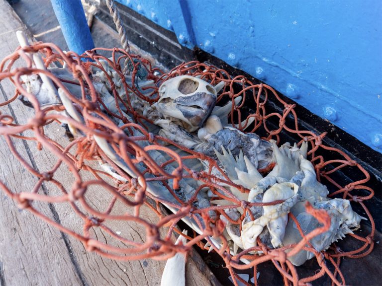 Imagem de rede com pedaços de corais