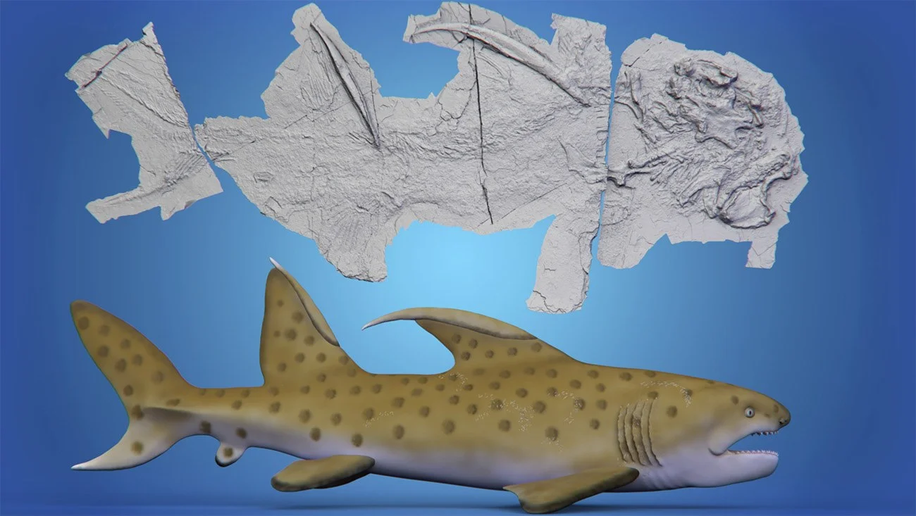 Imagem de fóssil de tubarão