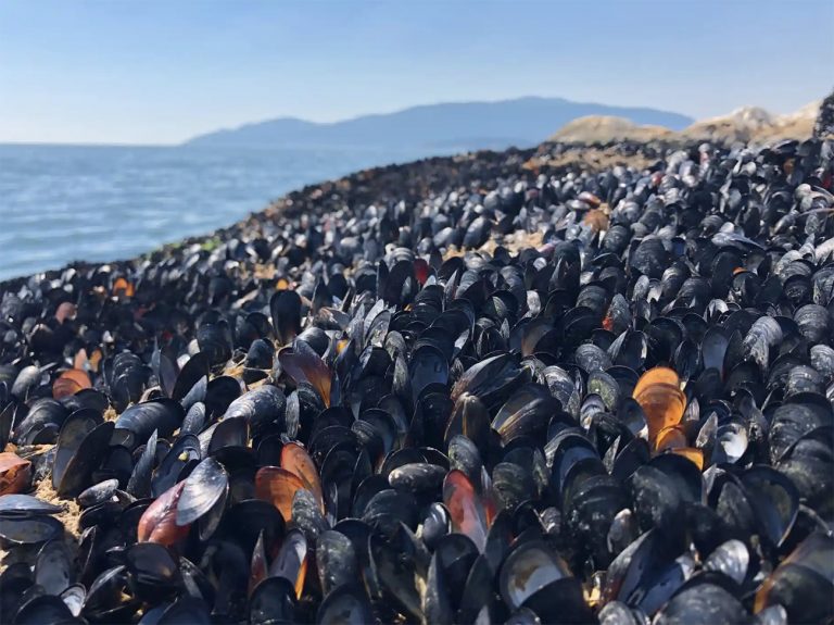 Imagem de mexilhões em praia do Canadá