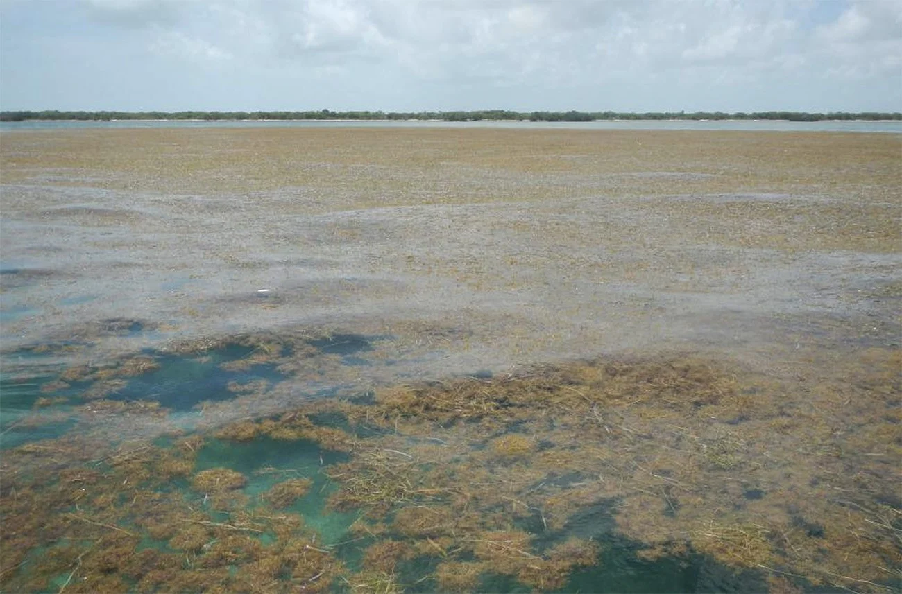 Imagem do novo mar de sargaços