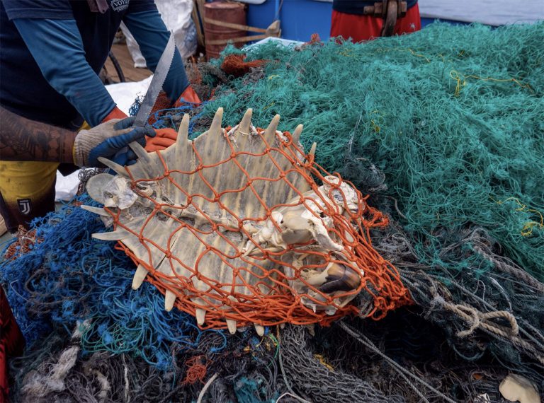 Imagem de tartaruga presa em rede