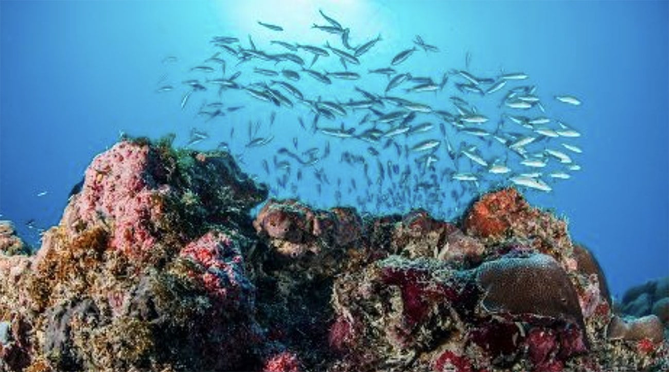 Imagem de corais