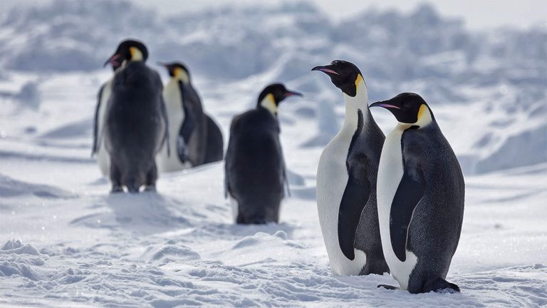 Imagem de pinguins imperadores