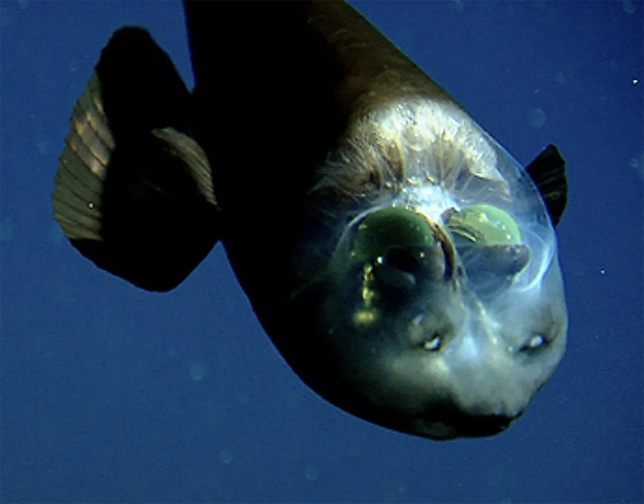 imagem de peixe com cabeça transparente