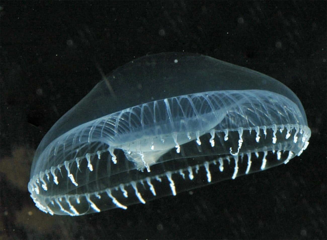 Imagem de água-viva