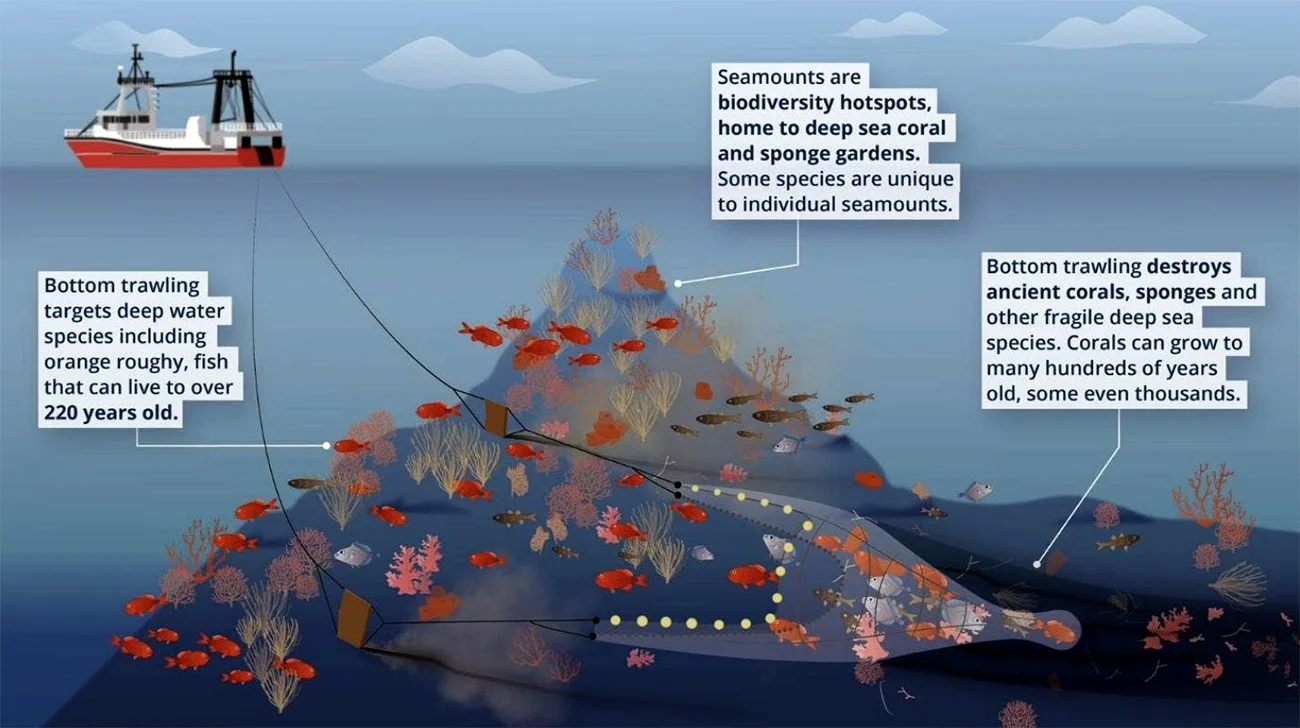 Ilustração mostra arrasto de fundo e corais