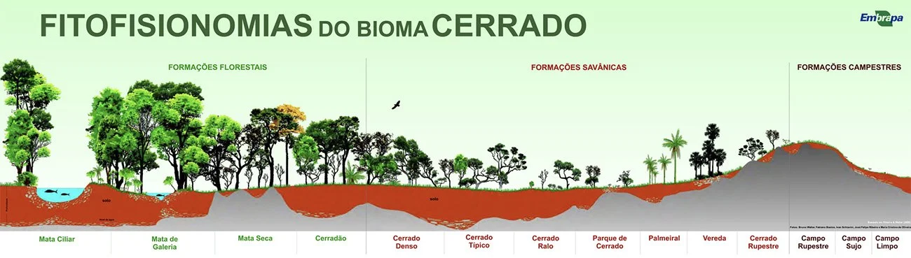 Infográfico mostra as fisionomias do Cerrado