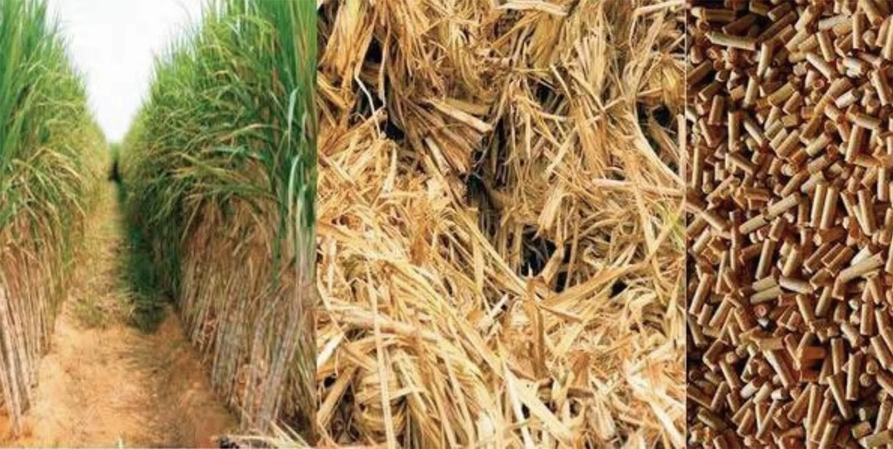 Imagem e biomassa de cana de açúcar