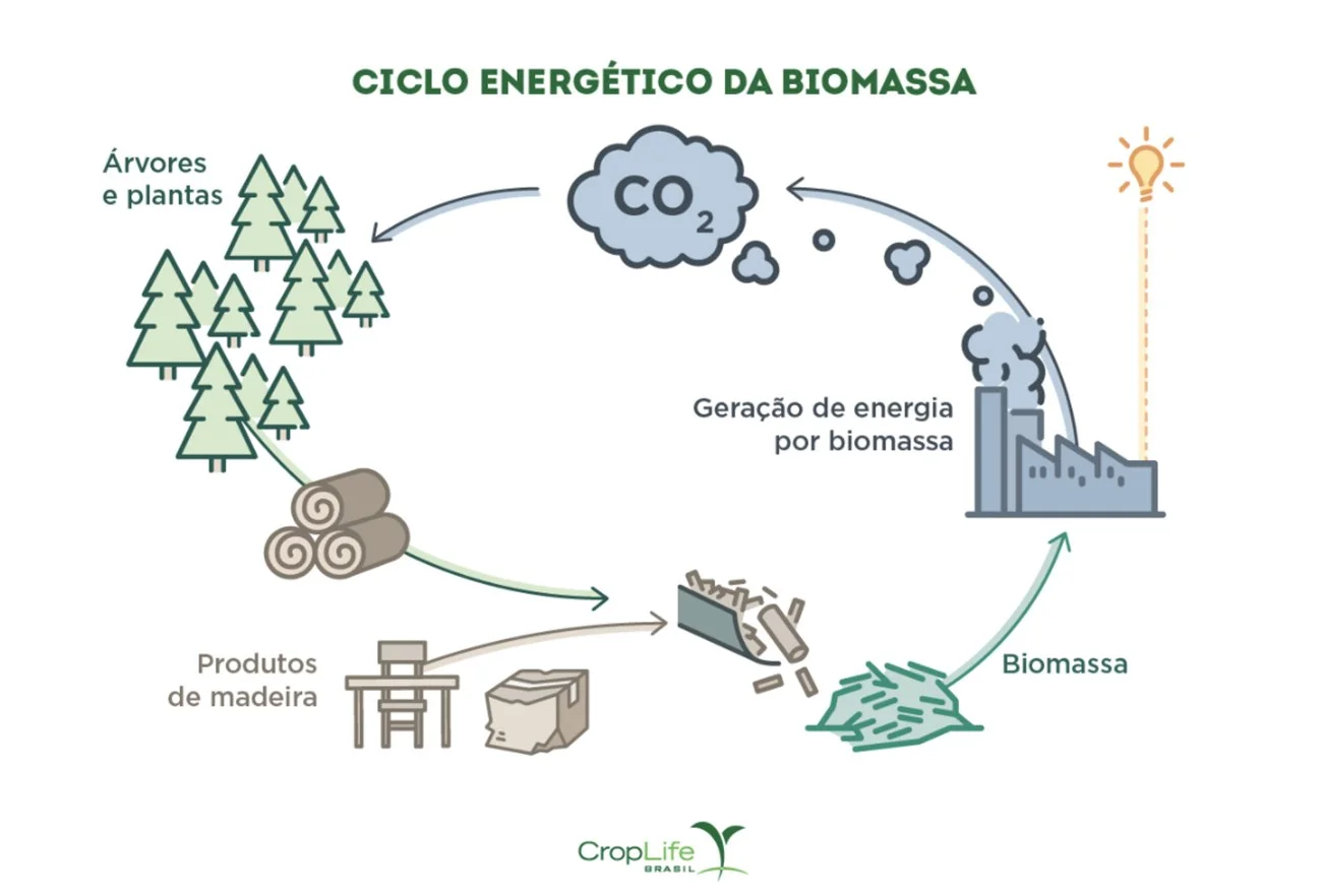 infográfico mostra cinco da biomassa