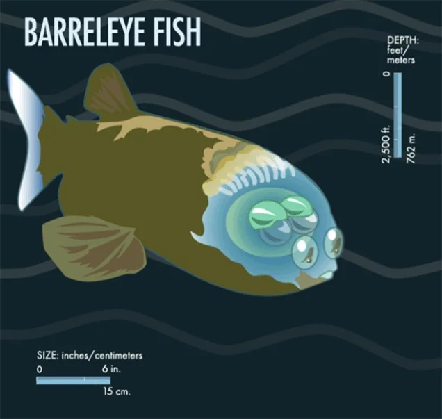 infográfico mostra peixe com cabeça transparente