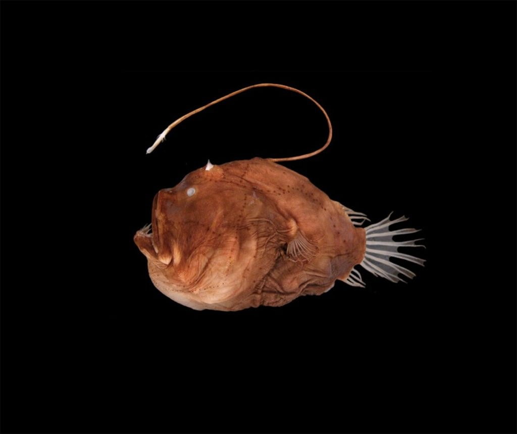 Глубоководная рыба с фонариком на голове название фото