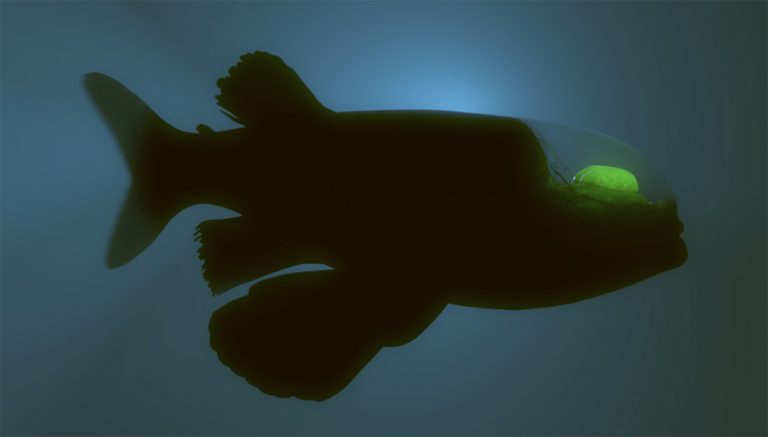 Imagem do peixe com cabeça transparente