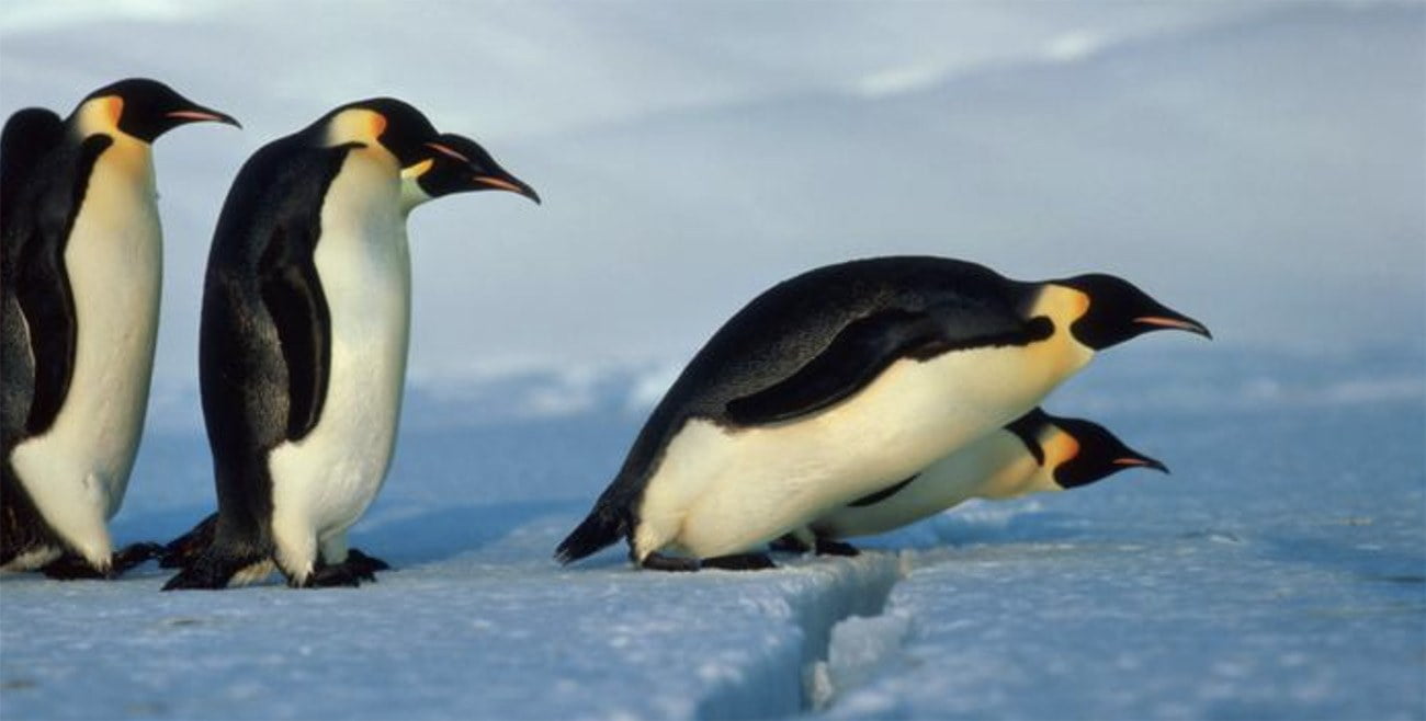 Imagem de pinguins imperadores