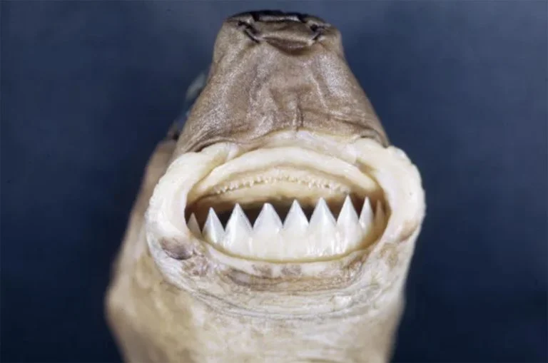 Imagem dos dentes do tubarão