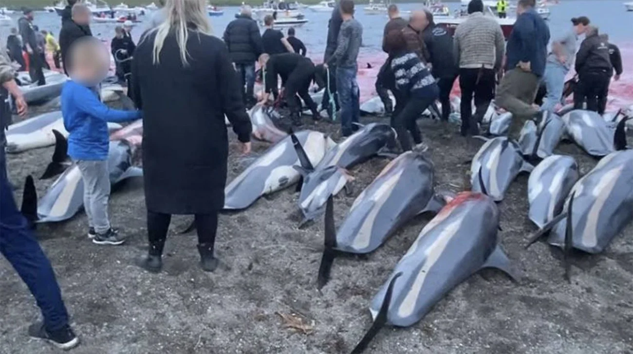 Imagem de matança de golfinho em Faroé