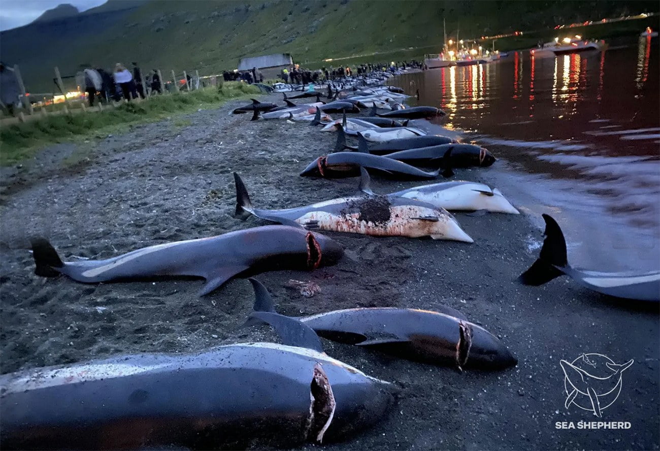 Imagem de matança de golfinho em Faroé