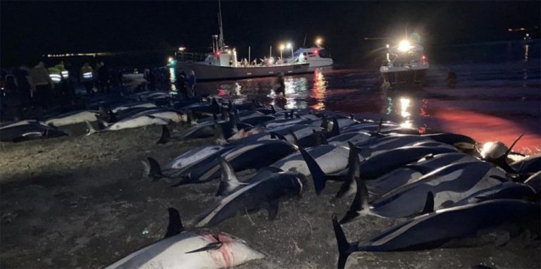 Imagem de matança de golfinho em Faroé