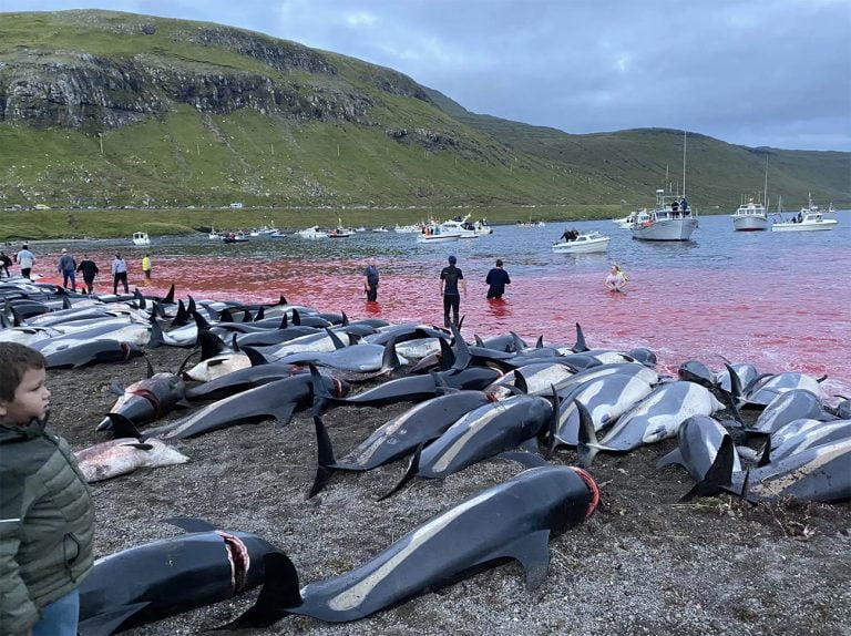 Imagem de matança de golfinhos em Faroé