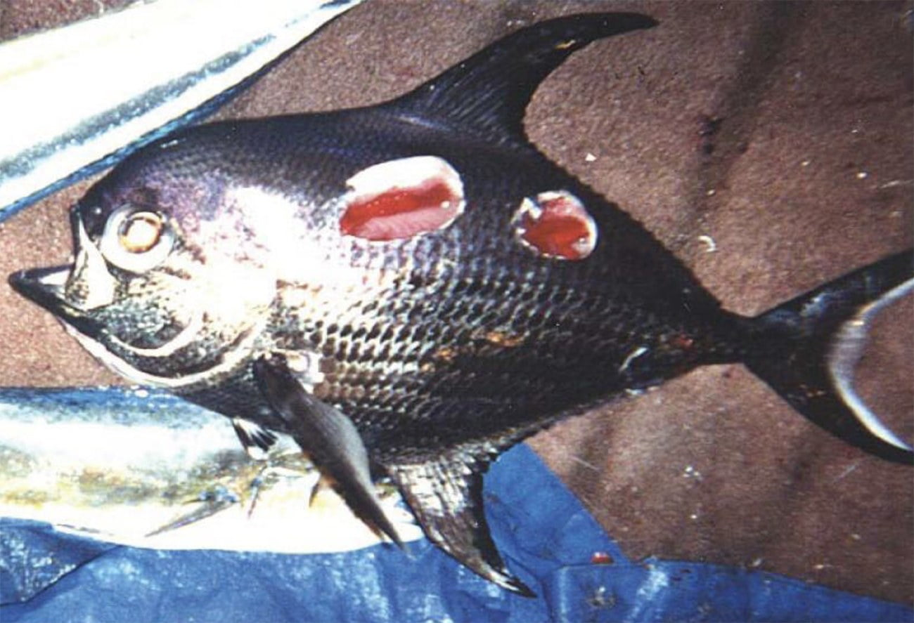 Imagem de peixe mordido por tubarão-charuto