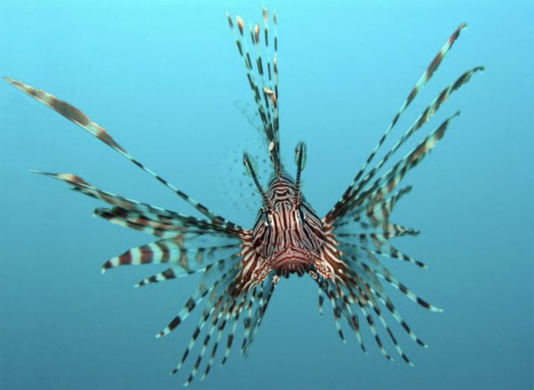 Imagem do peixe-leão