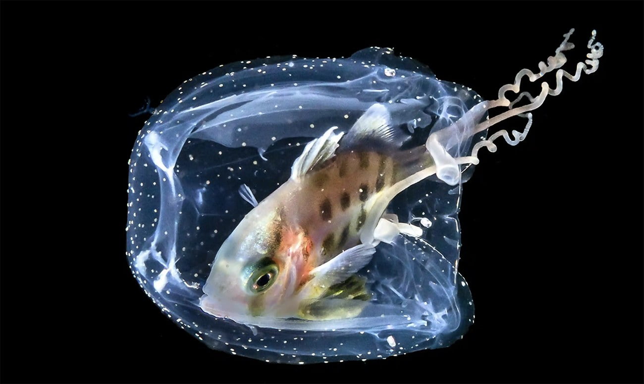 Imagem de água-viva engolindo u peixe