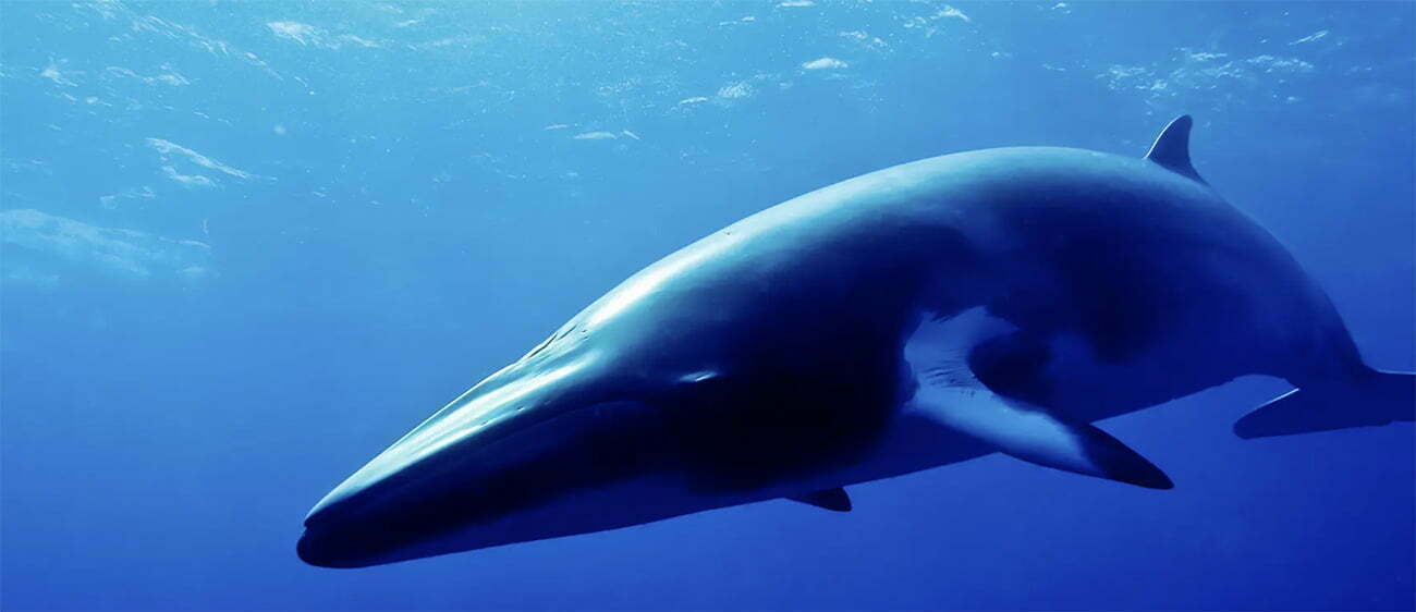 Imagem de baleia minke