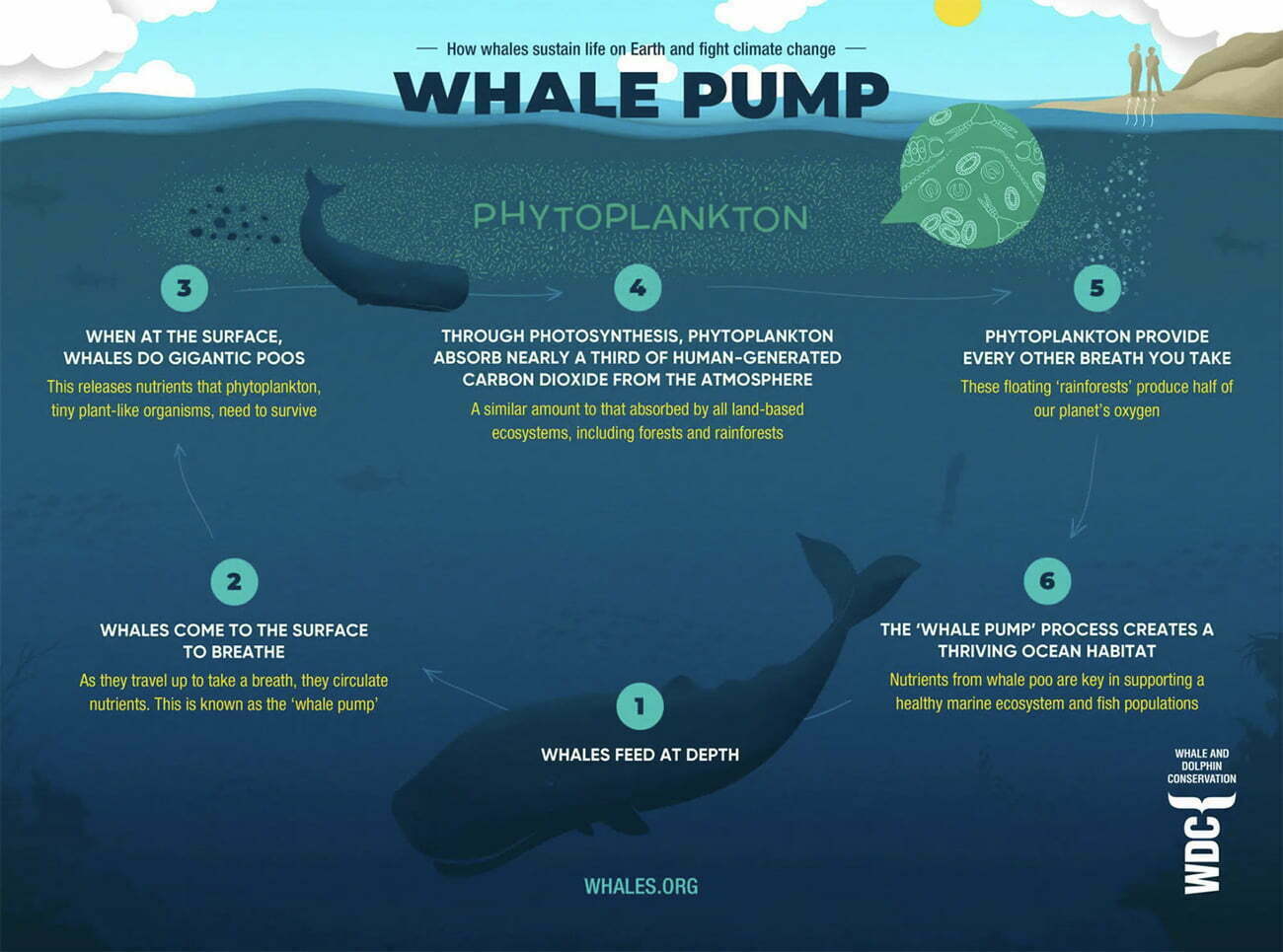 infográfico mostra benefícios das baleias para vida marinha e aquecimento global