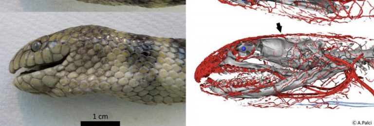 Imagem de cabeça de cobra marinha