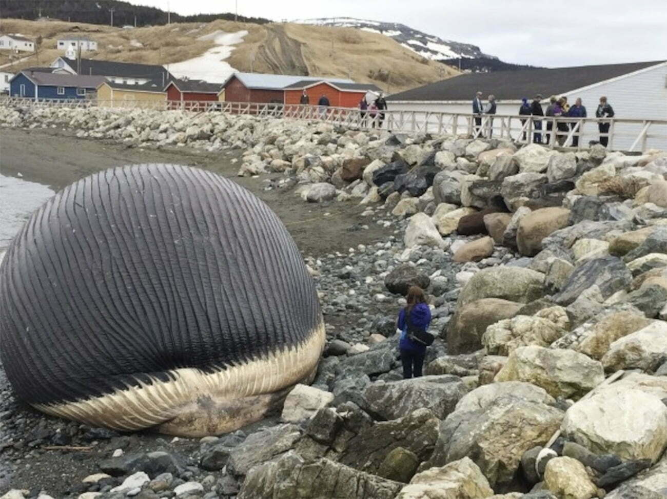 Imagem de carcaças de baleias