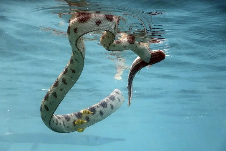 Imagem de cobra marinha caçando