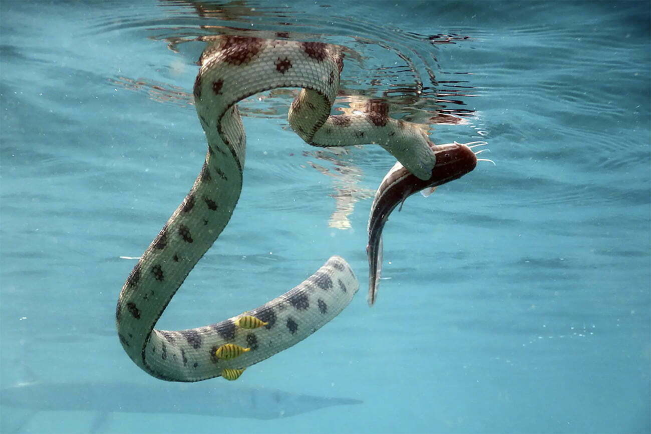 Cobras marinhas, um estranho animal ausente do Atlântico - Mar Sem Fim