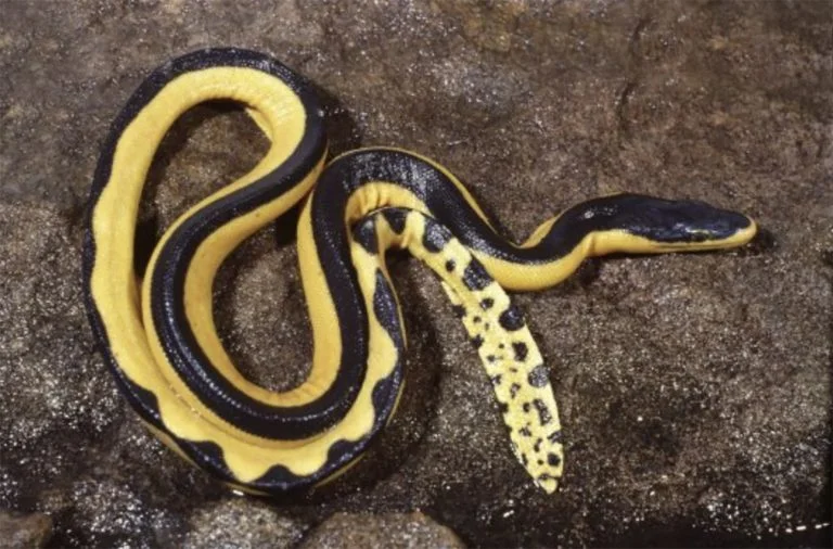 Imagem de cobra marinha amarela