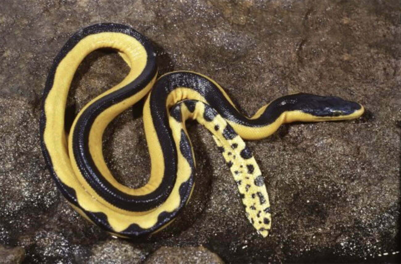 Serpente marinha venenosa é encontrada na Califórnia – como ela chegou lá?