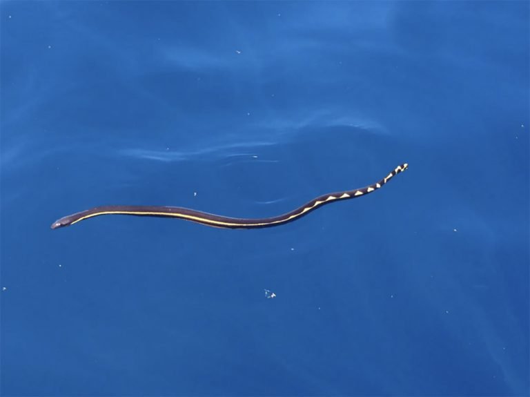 Imagem de cobra marinha no mar