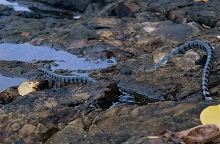 Imagem de cobra marinha nas rochas