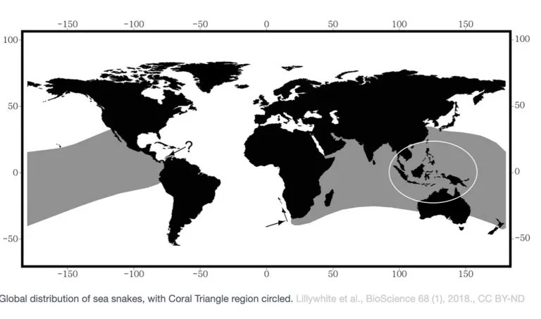 Infográfico mostra distribuição global das cobras marinhas