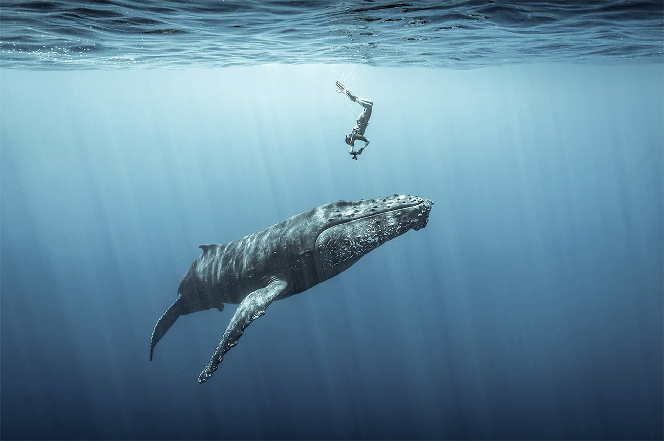 Imagem de mergulhador e baleia jubarte