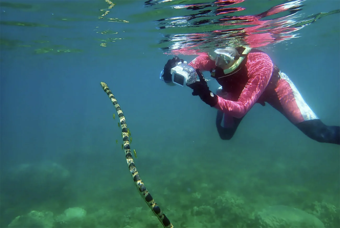 Imagem de mergulhador e cobras marinhas