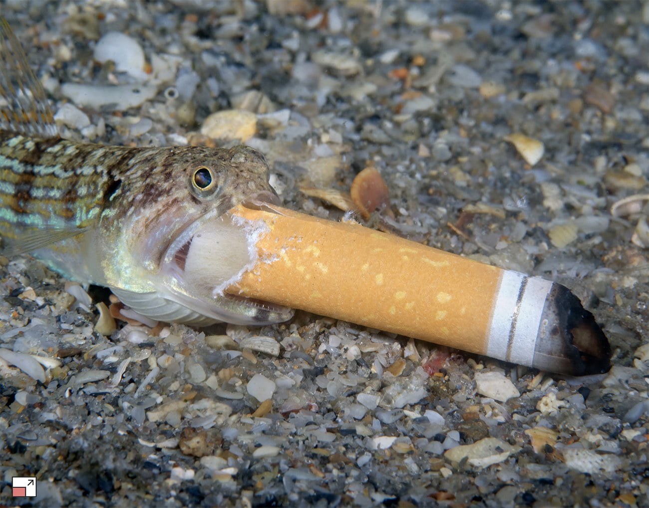 Imagem de peixe lagarto tenta comer bituca 