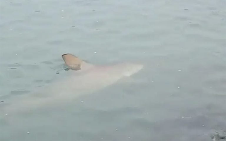 Imagem de tubarões em Balneário de Camboriú