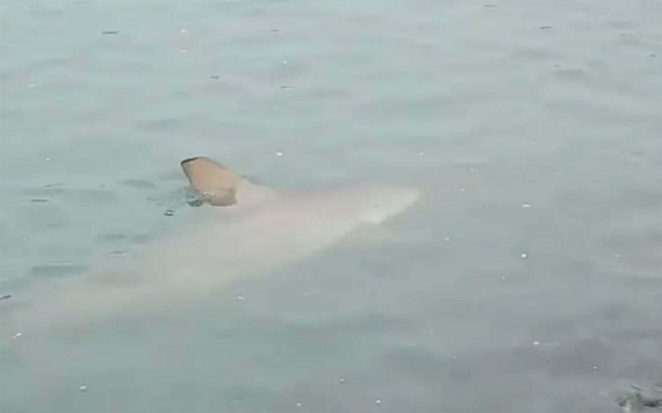 Imagem de tubarões em Balneário de Camboriú