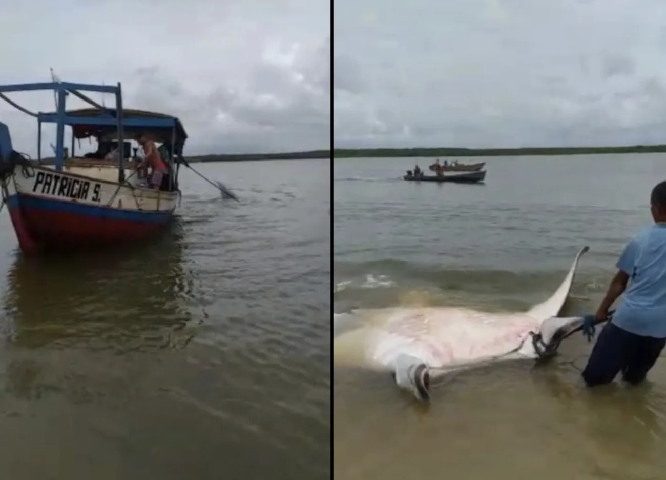 imagem de raia manta pescada