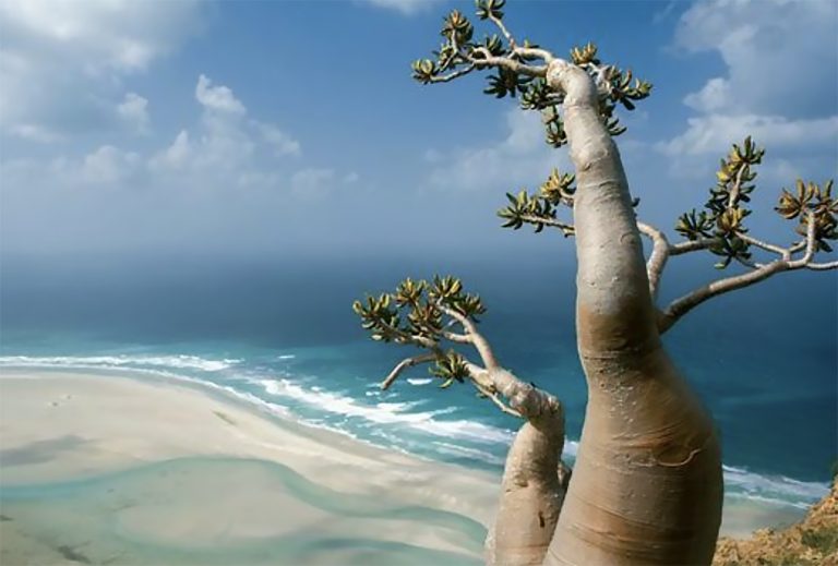 Imagem do arquipélago de SOCOTRA
