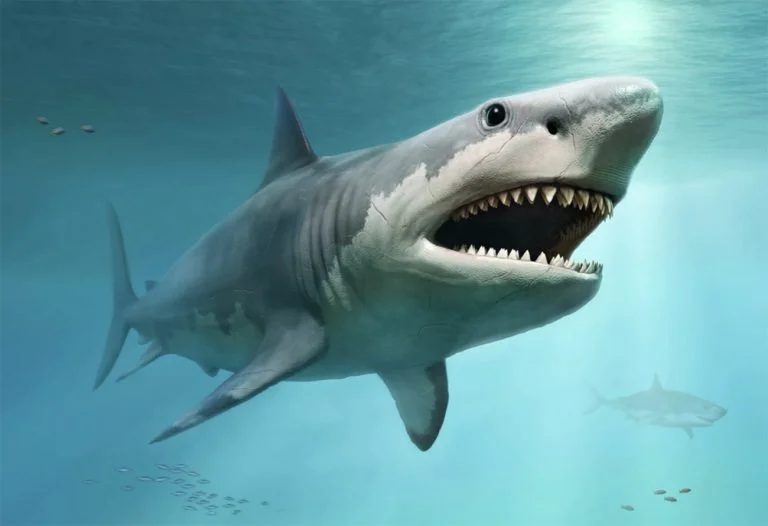 ilustração de megalodonte