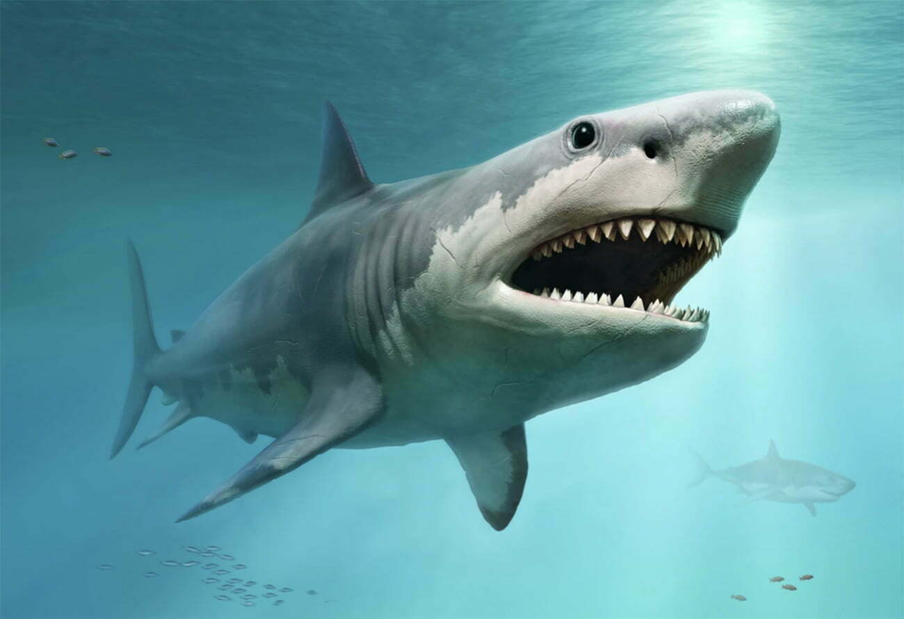 Conhe a O Megalodonte O Maior Tubar o Que J Existiu Mar Sem Fim
