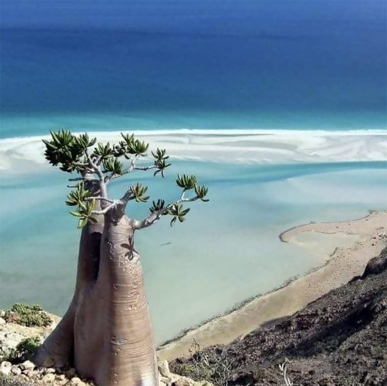 Imagem de Socotra