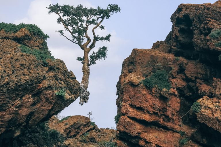 imagem de árvore na rocha